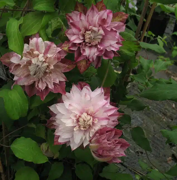 Clématite 'Patricia Ann Fretwell®' (‘Pafar’) - clematis