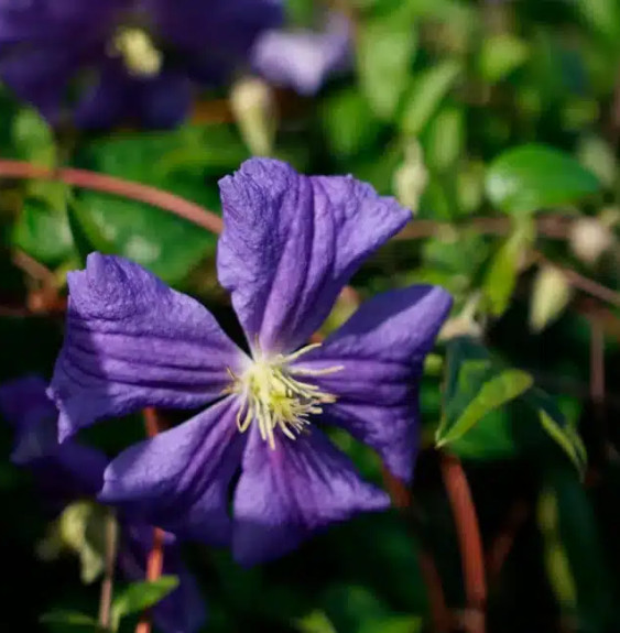 Pépinières Français PF_Clématite883 Clématite 'Perle d'Azur' - clematis viticella