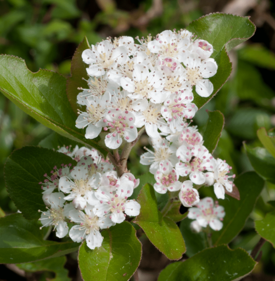 Pépinières Français PF_ARONIA-arb ARONIA arbutifolia ‘Brilliant’ / Aronie à feuilles d'arbousier