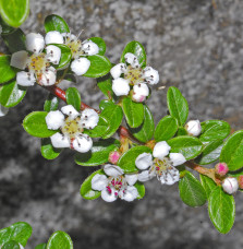 COTONEASTER horizontalis / Cotoneaster horizontal