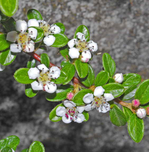 Pépinières Français PF_COTONEASTE58 COTONEASTER horizontalis / Cotoneaster horizontal