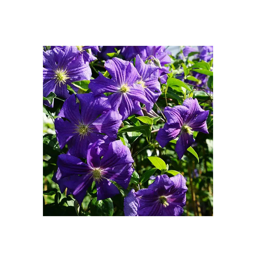 Clématite 'Perle d'Azur' - clematis viticella