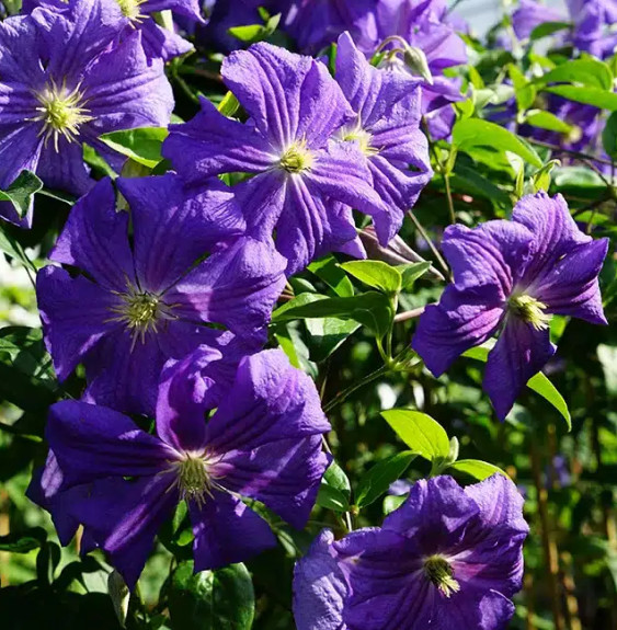 Pépinières Français PF_Clématite883 Clématite 'Perle d'Azur' - clematis viticella