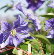 Clématite 'Perle d'Azur' - clematis viticella