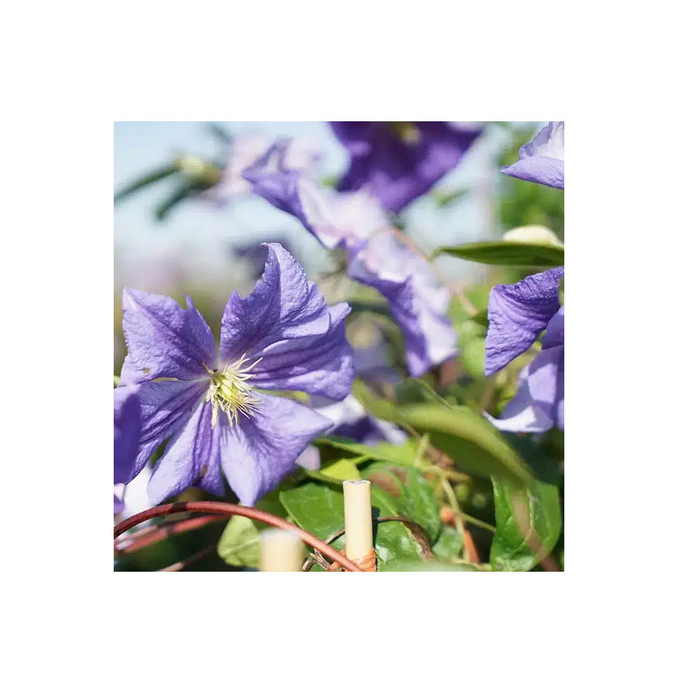 Clématite 'Perle d'Azur' - clematis viticella