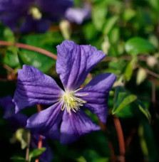 Clématite 'Perle d'Azur' - clematis viticella