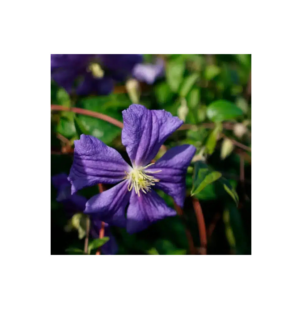 Clématite 'Perle d'Azur' - clematis viticella