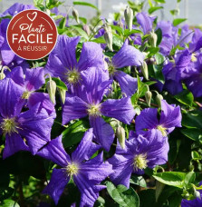 Clématite 'Perle d'Azur' - clematis viticella