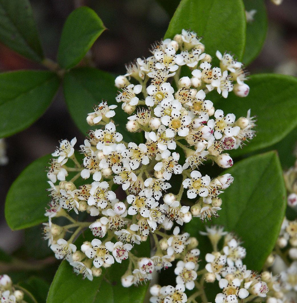 COTONEASTER lacteus  / Cotoneaster lacteus