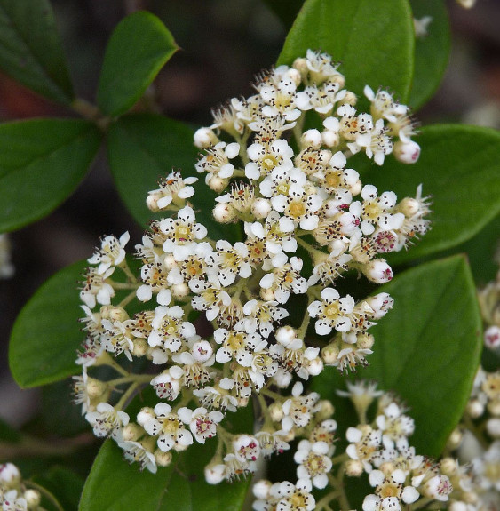 Pépinières Français PF_COTONEASTE9 COTONEASTER lacteus / Cotoneaster lacteus