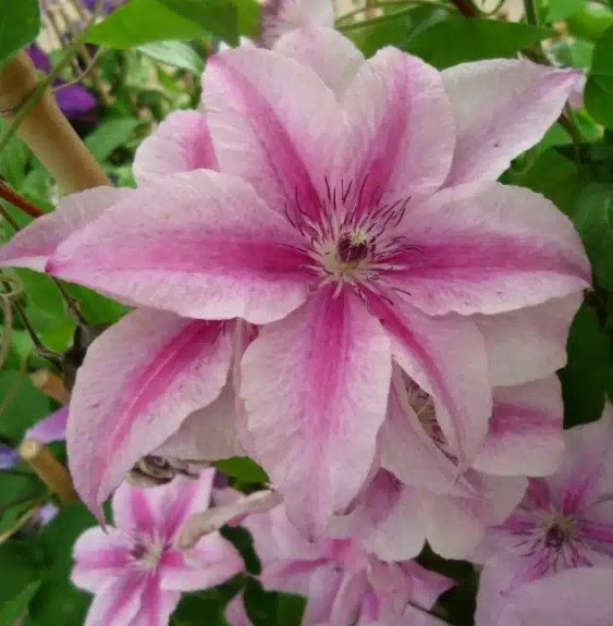 Pépinières Français PF_Clématite002 Clématite 'Pink Fantasy' - clematis