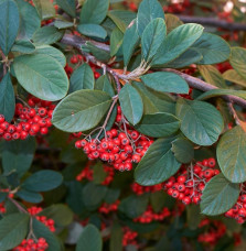 COTONEASTER lacteus  / Cotoneaster lacteus