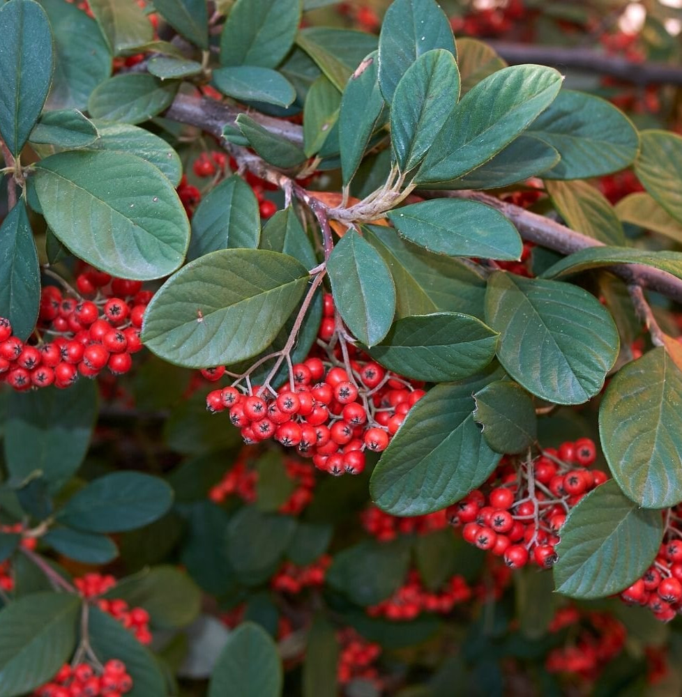 COTONEASTER lacteus  / Cotoneaster lacteus