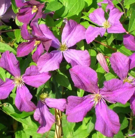 Pépinières Français PF_Clématite090 Clématite 'Polish Spirit' - clematis viticella