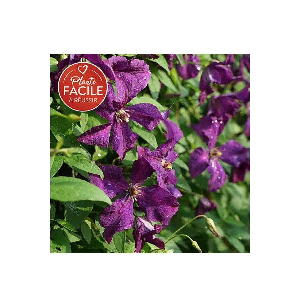 Pépinières Français PF_Clématite090 Clématite 'Polish Spirit' - clematis viticella