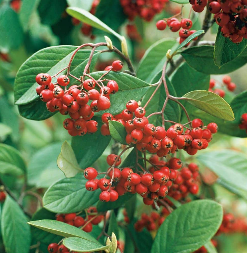 COTONEASTER lacteus  / Cotoneaster lacteus