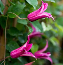 Clématite 'Princess Diana' - clematis texensis