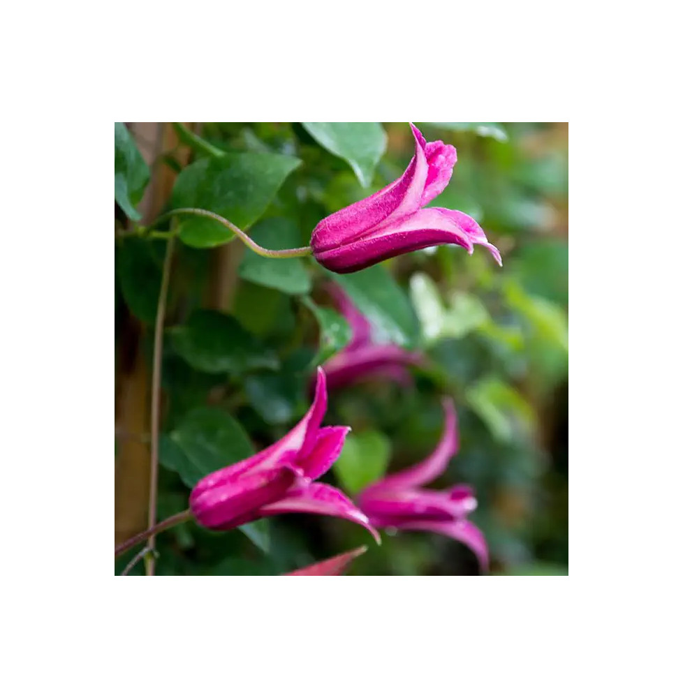 Clématite 'Princess Diana' - clematis texensis