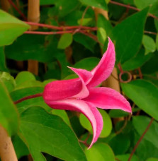 Clématite 'Princess Diana' - clematis texensis