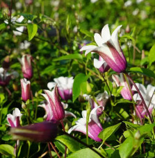 Clématite 'Princess Kate®' ('Zoprika') - clematis texensis