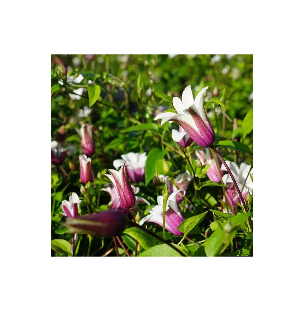 Clématite 'Princess Kate®' ('Zoprika') - clematis texensis