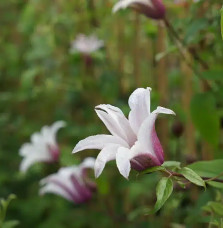 Clématite 'Princess Kate®' ('Zoprika') - clematis texensis