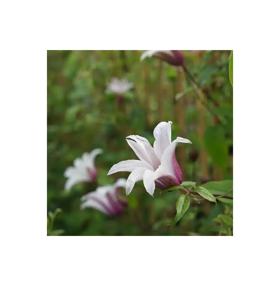 Clématite 'Princess Kate®' ('Zoprika') - clematis texensis