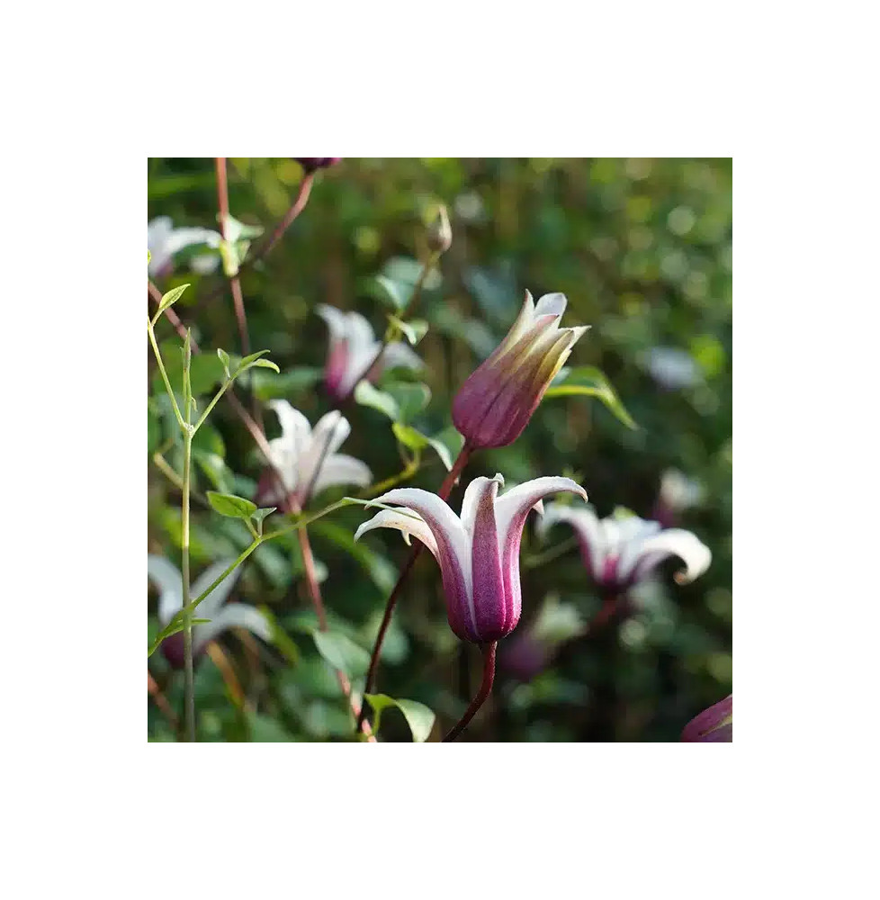 Clématite 'Princess Kate®' ('Zoprika') - clematis texensis