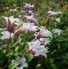 Clématite 'Princess Kate®' ('Zoprika') - clematis texensis