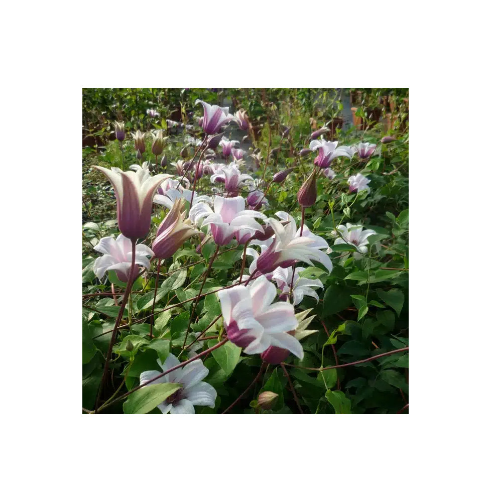 Clématite 'Princess Kate®' ('Zoprika') - clematis texensis