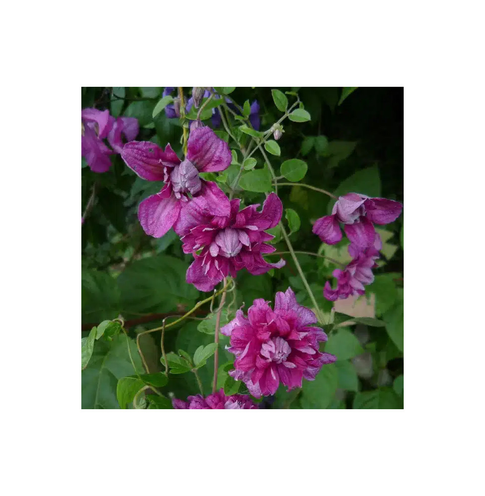 Clématite 'Purpurea Plena Elegans' - clematis viticella