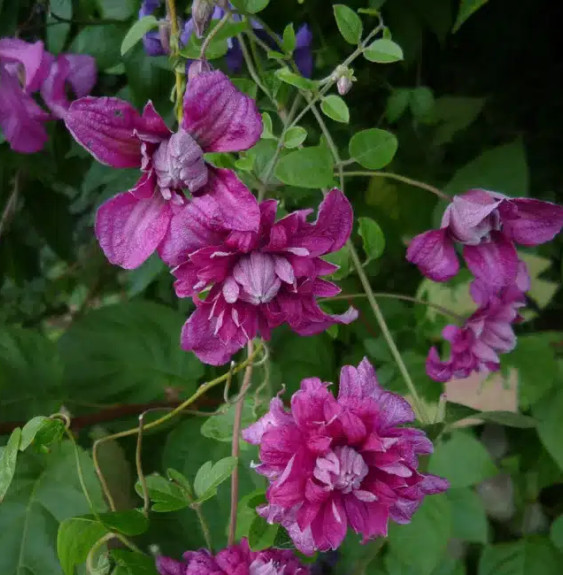 Pépinières Français PF_Clématite733 Clématite 'Purpurea Plena Elegans' - clematis viticella