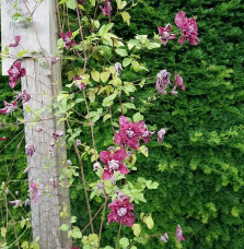 Clématite 'Purpurea Plena Elegans' - clematis viticella