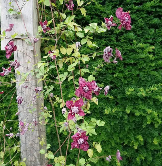 Pépinières Français PF_Clématite733 Clématite 'Purpurea Plena Elegans' - clematis viticella