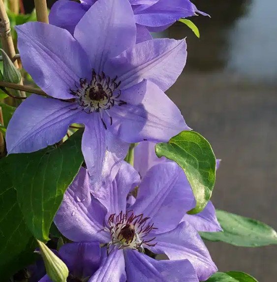 Pépinières Français PF_Clématite46 Clématite 'Ramona' - clematis hybrida sieboldii