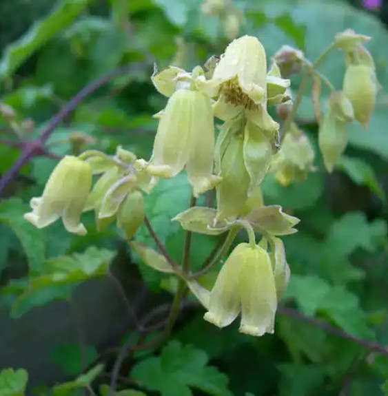 Pépinières Français PF_Clématite51 Clématite 'Rehderiana' - clematis