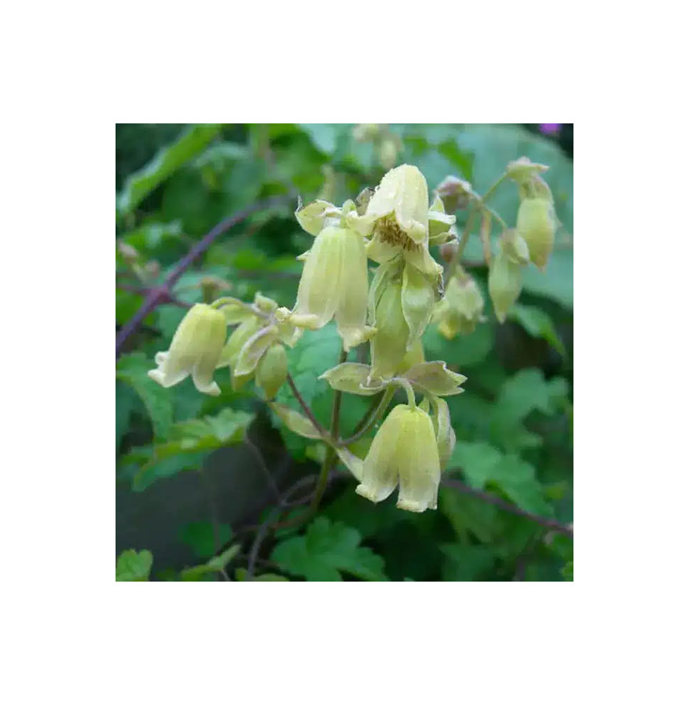 Clématite 'Rehderiana' - clematis