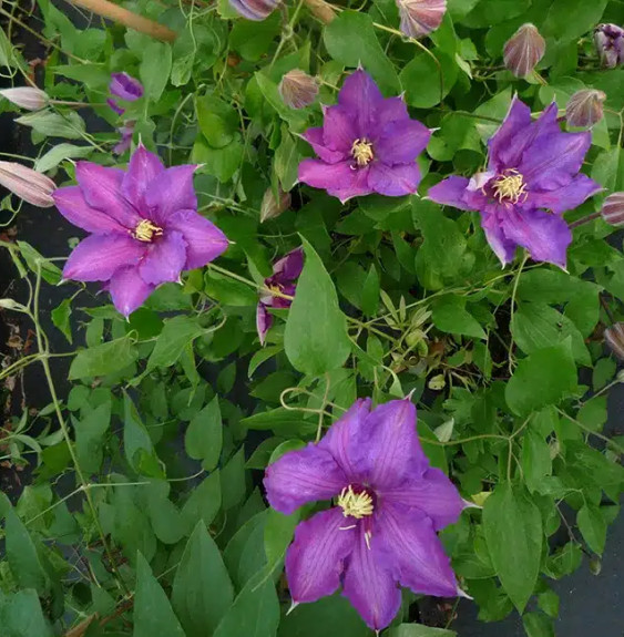 Pépinières Français PF_Clématite18 Clématite 'Richard Pennell' - clematis