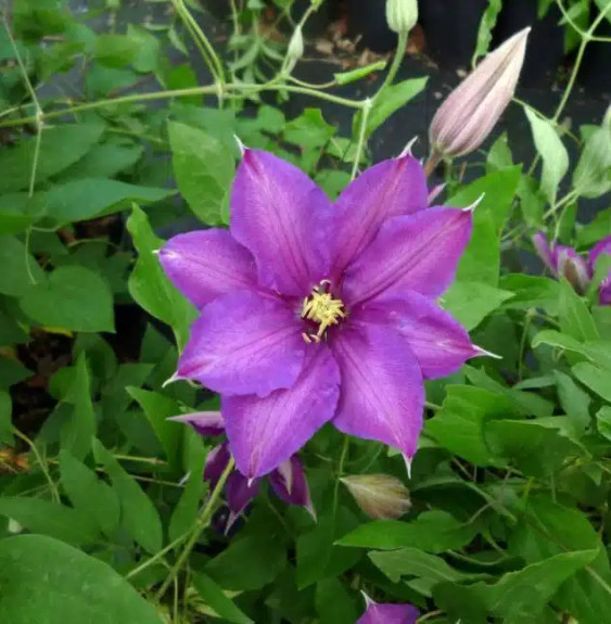 Pépinières Français PF_Clématite18 Clématite 'Richard Pennell' - clematis