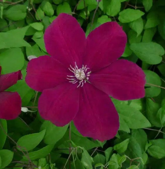 Pépinières Français PF_Clématite16 Clématite 'Rouge Cardinal' - clematis