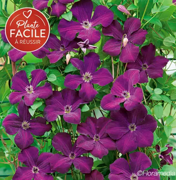 Pépinières Français PF_Clématite861 Clématite 'Royal Velours' - clematis viticella