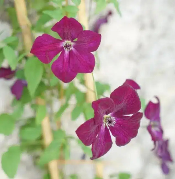 Pépinières Français PF_Clématite861 Clématite 'Royal Velours' - clematis viticella