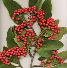 COTONEASTER x watereri ‘Cornubia’ / Cotonéaster