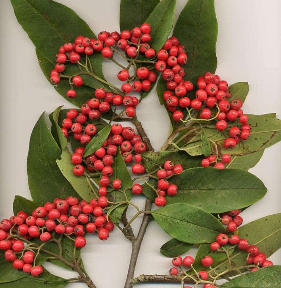 COTONEASTER x watereri ‘Cornubia’ / Cotonéaster