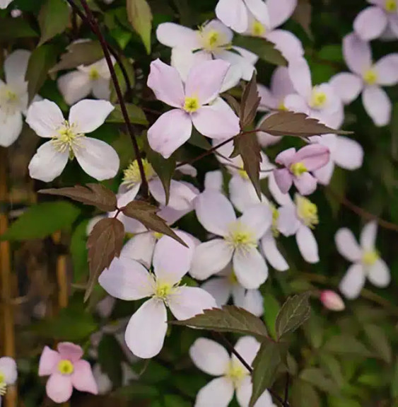 Pépinières Français PF_Clématite25 Clématite 'Rubens' - clematis montana