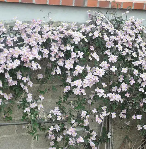 Clématite 'Rubens' - clematis montana