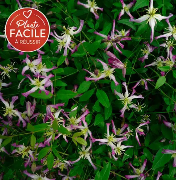 Pépinières Français PF_Clématite418 Clématite 'Rubromarginata' - clematis trinernata