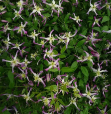 Clématite 'Rubromarginata' - clematis trinernata