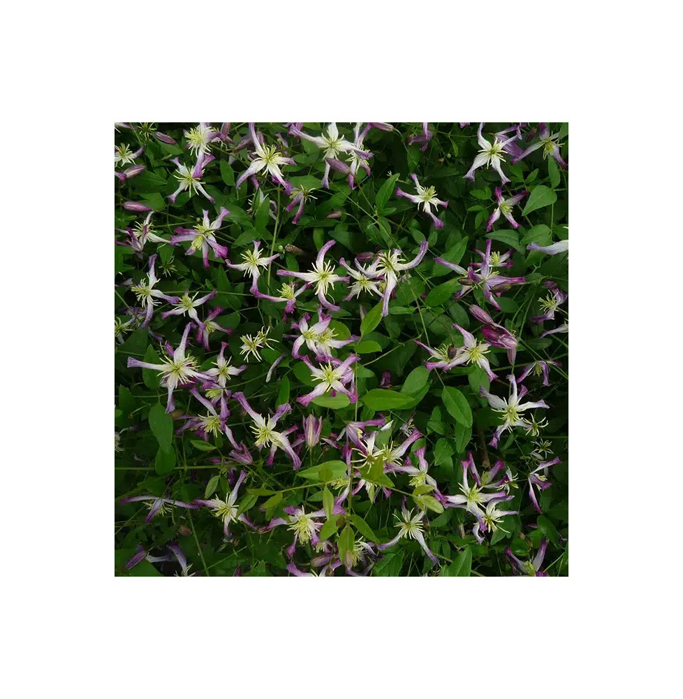 Clématite 'Rubromarginata' - clematis trinernata