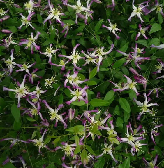 Pépinières Français PF_Clématite418 Clématite 'Rubromarginata' - clematis trinernata